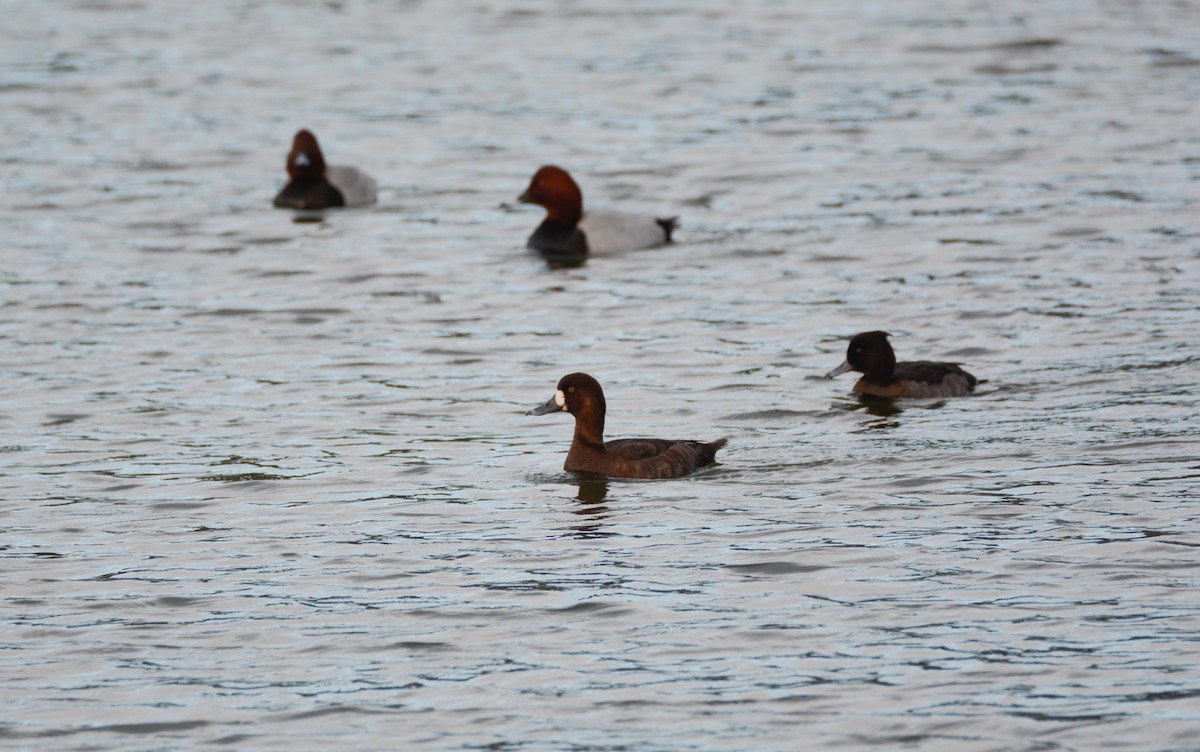 Greater Scaup - Ignacio Blanco Menéndez