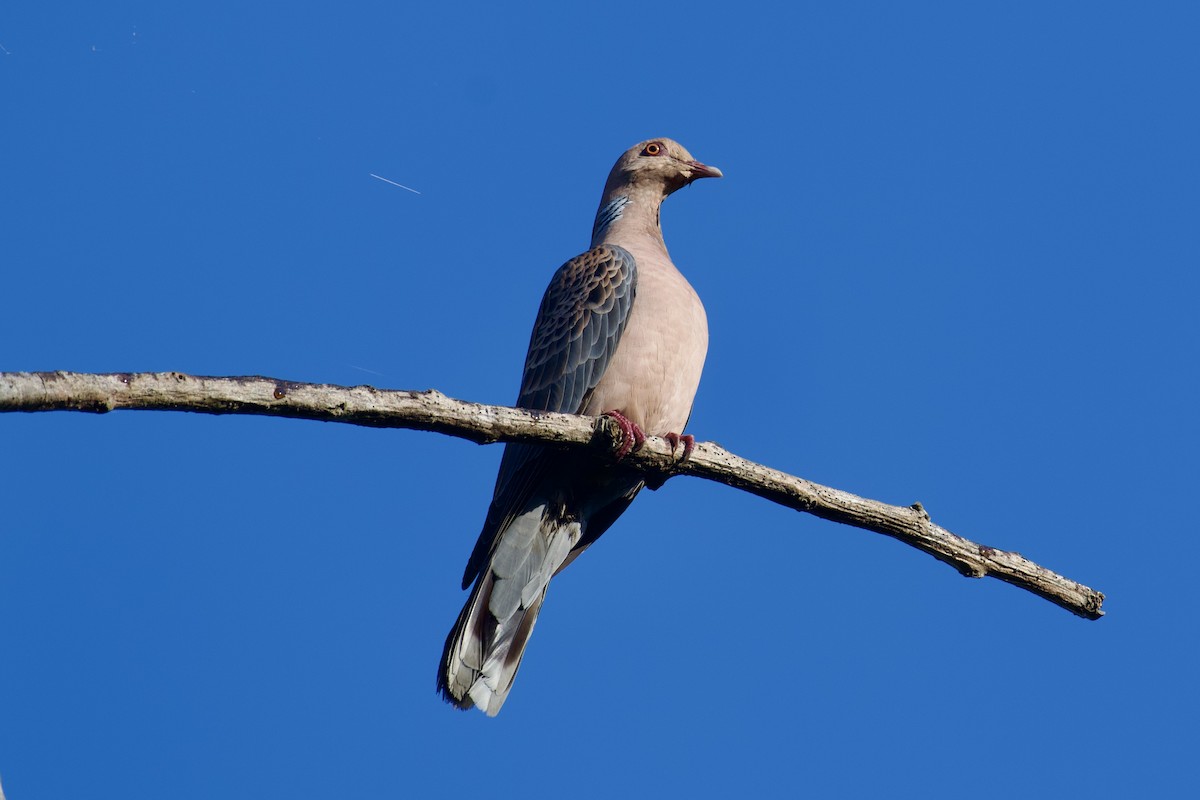 Oriental Turtle-Dove - ML615128024