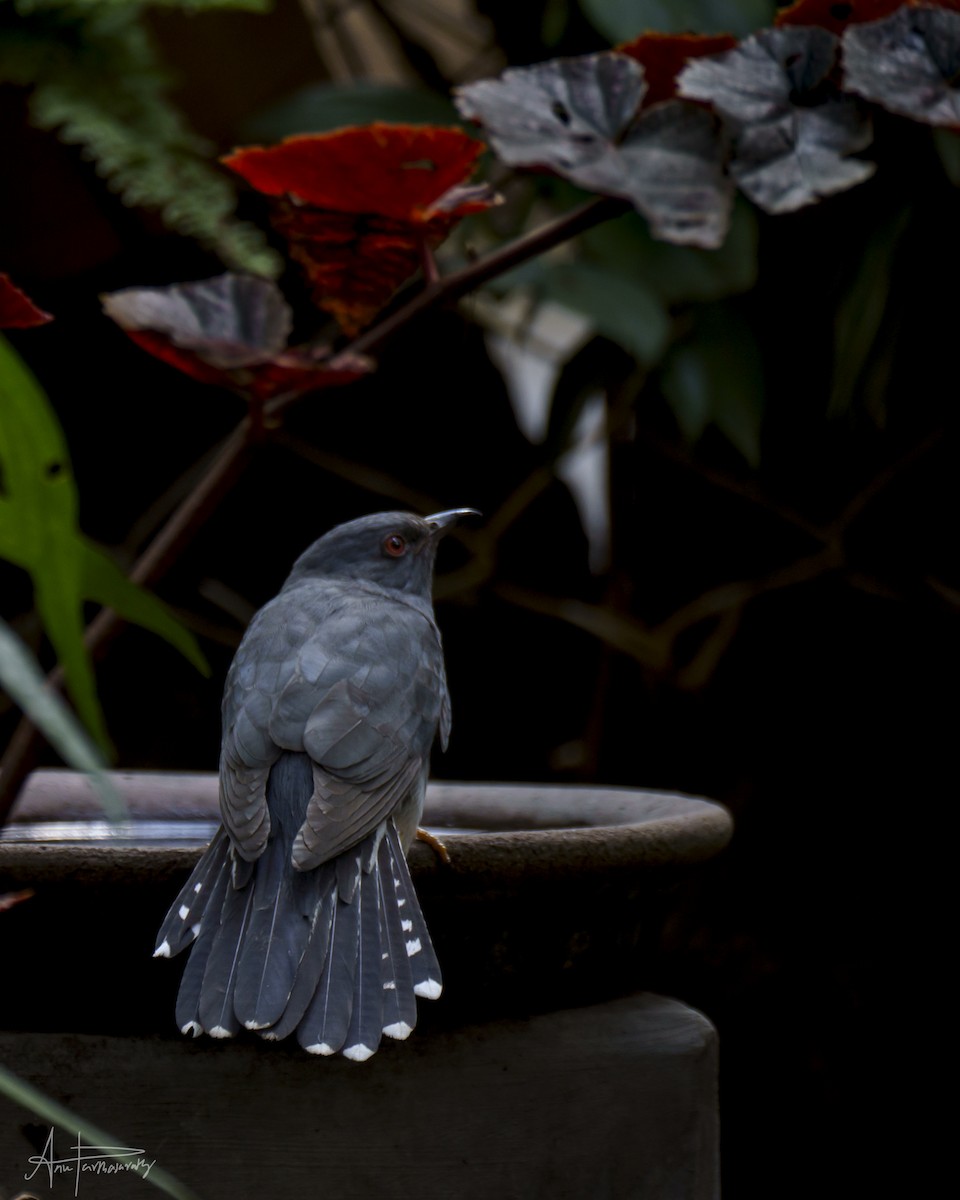 Gray-bellied Cuckoo - Anu Parthasarathy