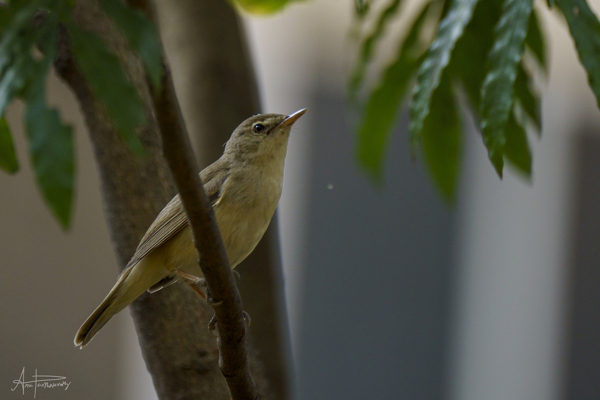 Blyth's Reed Warbler - Anu Parthasarathy