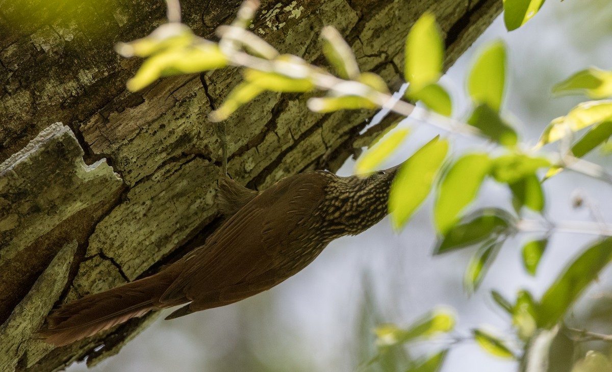 Ivory-billed Woodcreeper - Ian Davies