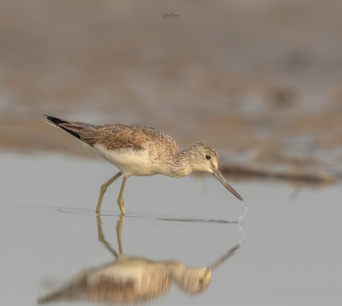 Common Greenshank - ML615128126