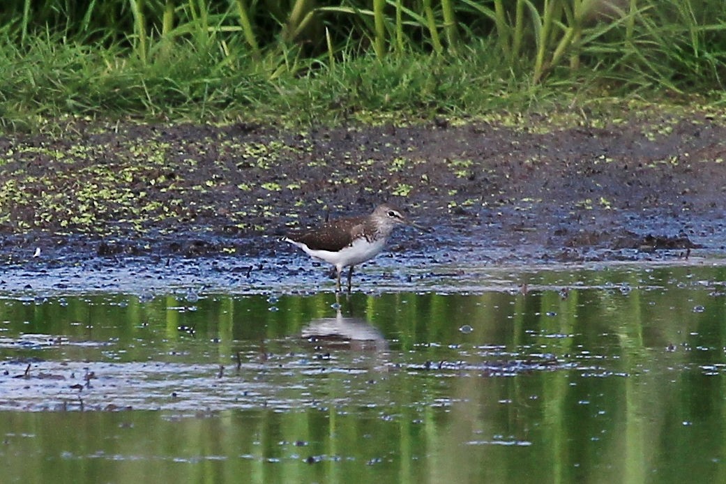 クサシギ - ML615128223