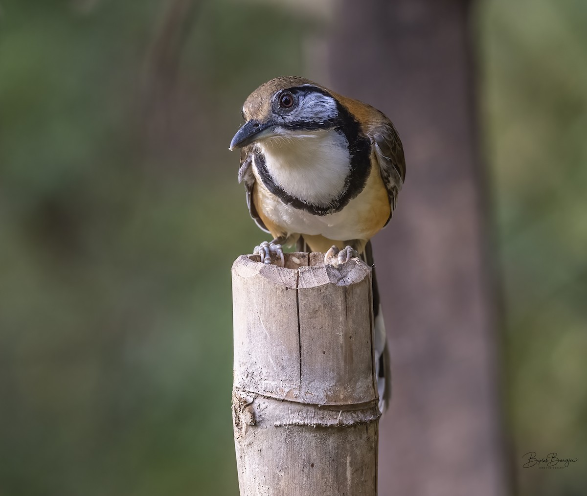 Greater Necklaced Laughingthrush - ML615128227