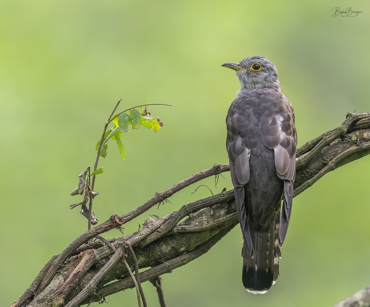 Indian Cuckoo - ML615128250
