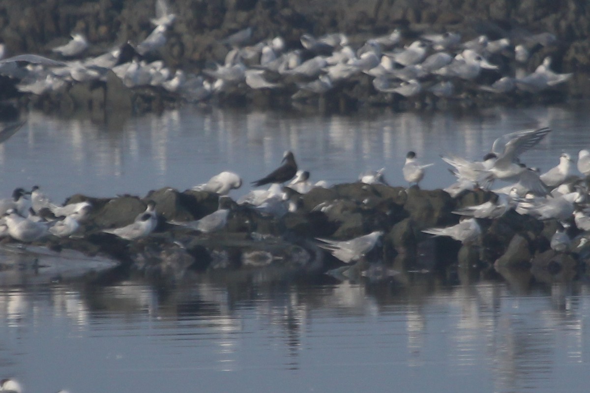 Lesser Noddy - ML615128256