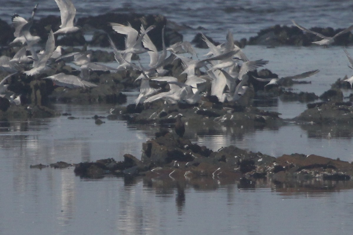 Lesser Noddy - Ian Rijsdijk