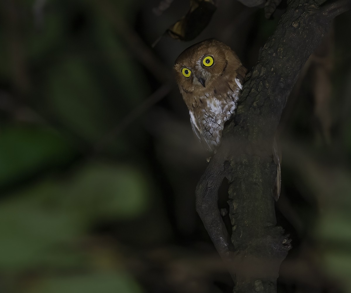 Oriental Scops-Owl - ML615128259