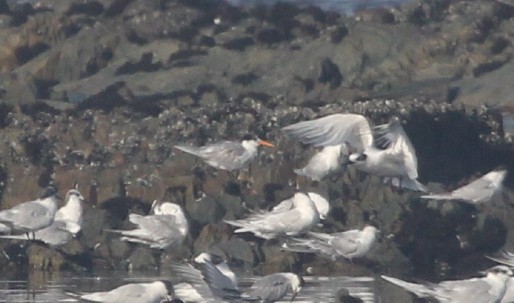 Lesser Crested Tern - ML615128260