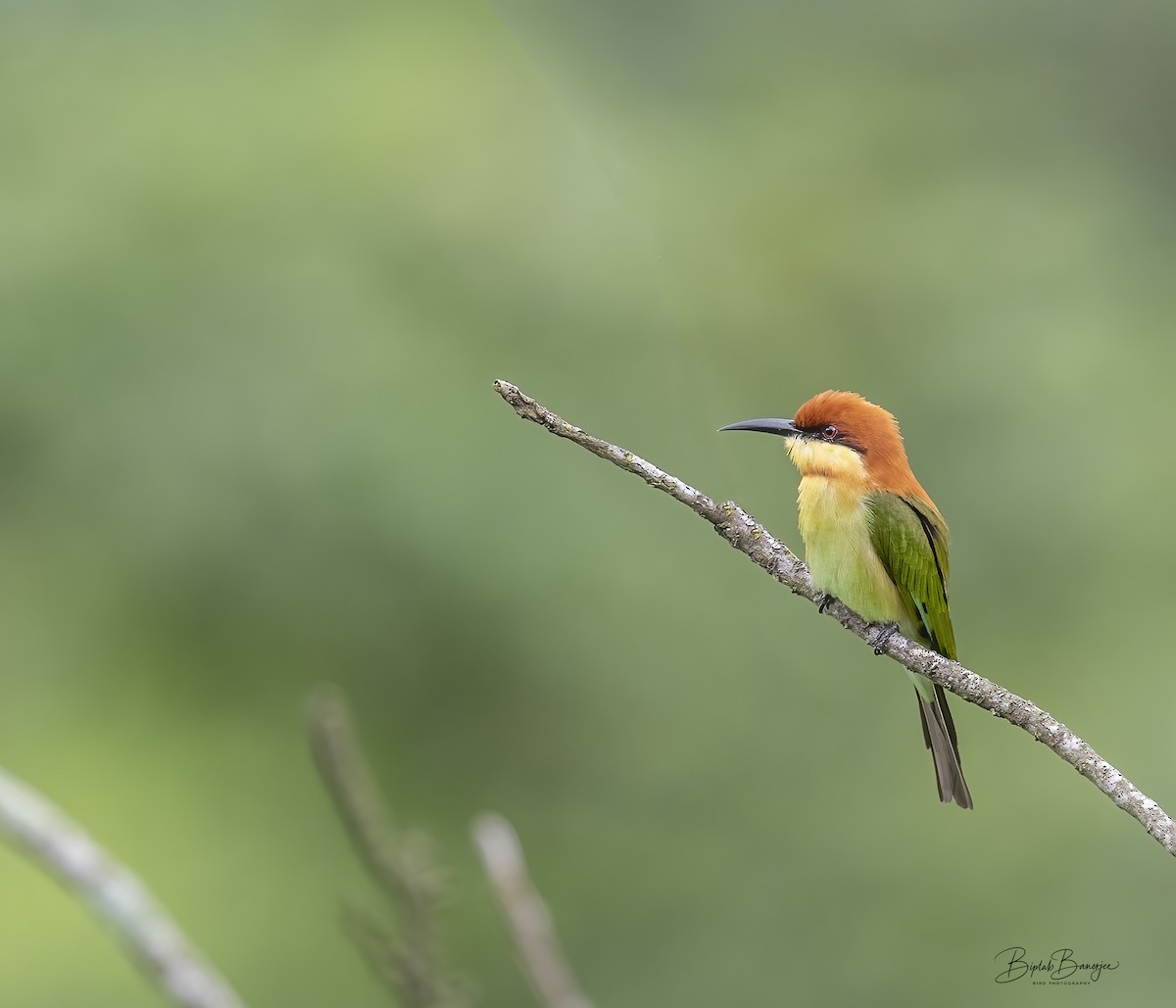 Chestnut-headed Bee-eater - ML615128275