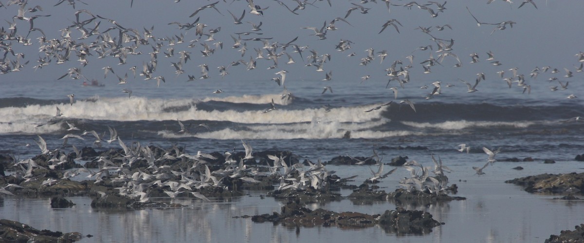 Sandwich Tern (Eurasian) - Ian Rijsdijk