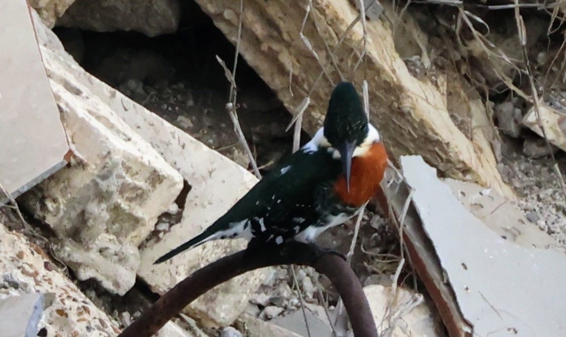 Green Kingfisher - Marianne Williams