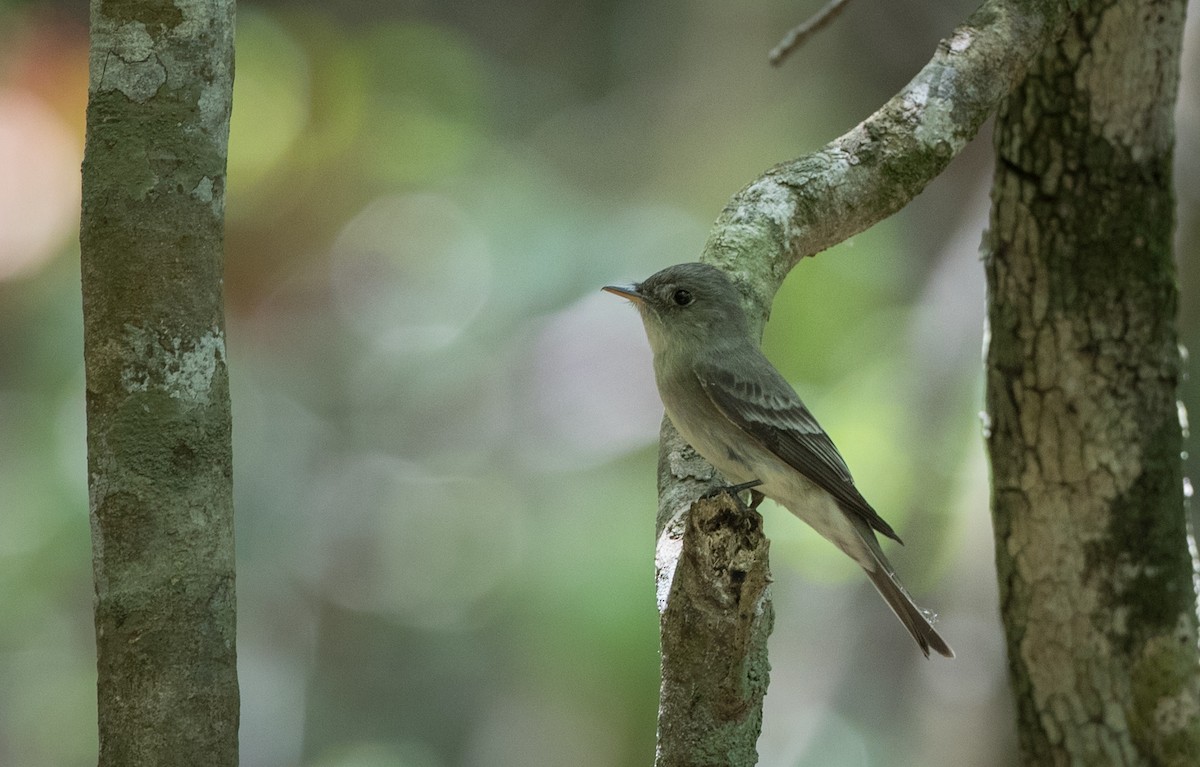 Eastern Wood-Pewee - Ian Davies