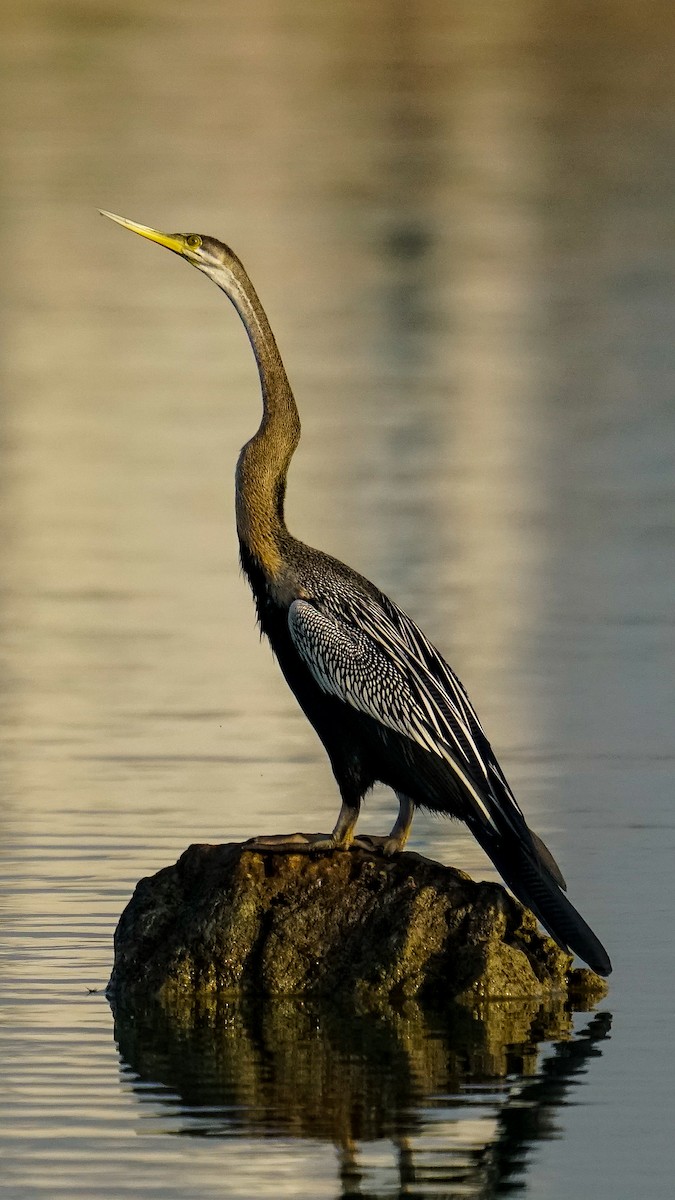 Oriental Darter - ML615128367