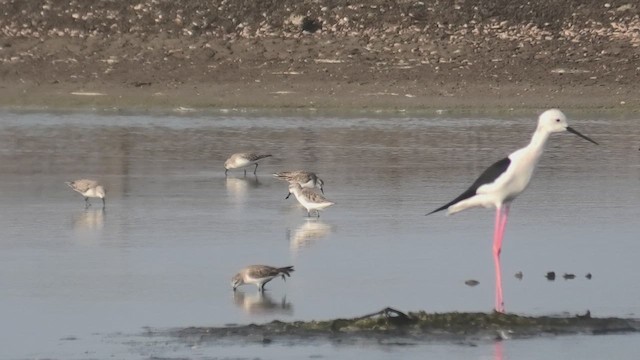 Spoon-billed Sandpiper - ML615128405