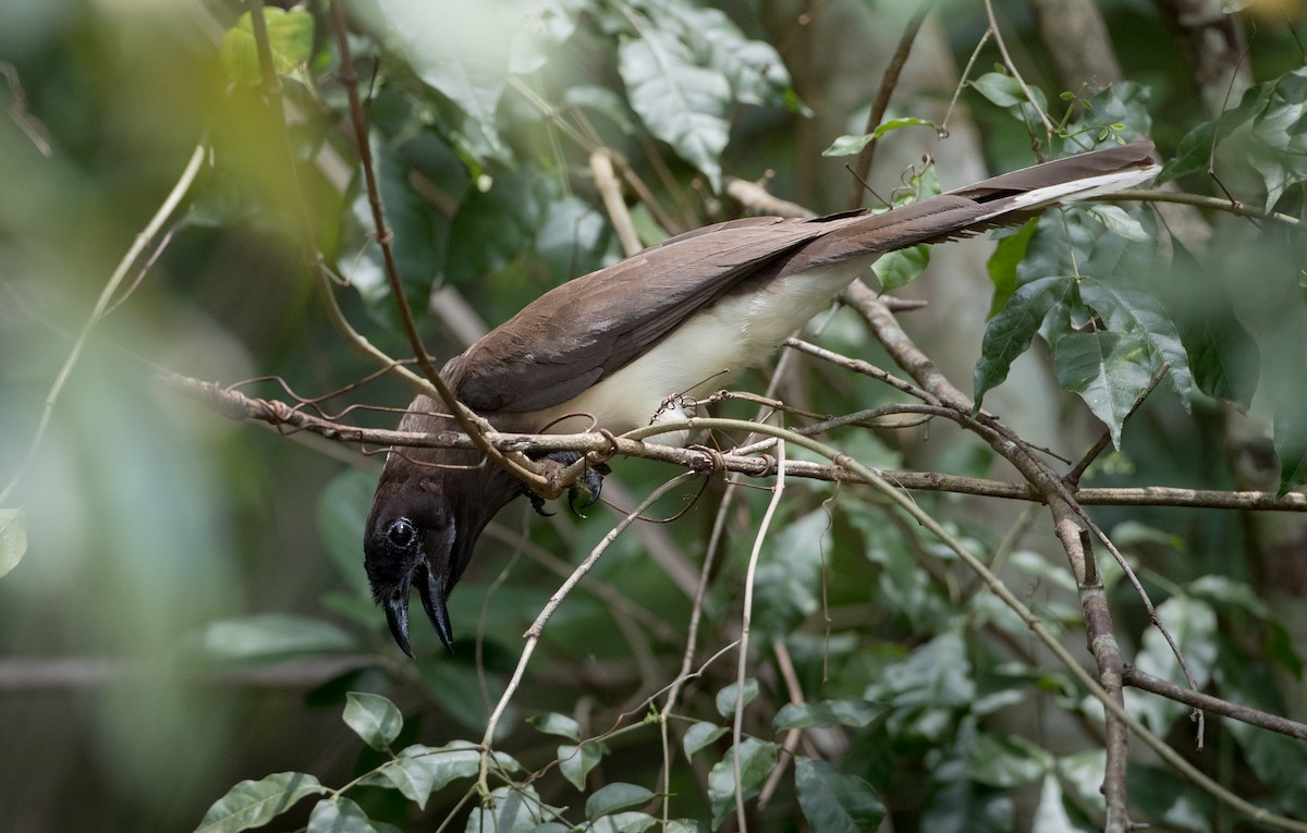 Brown Jay - ML61512841