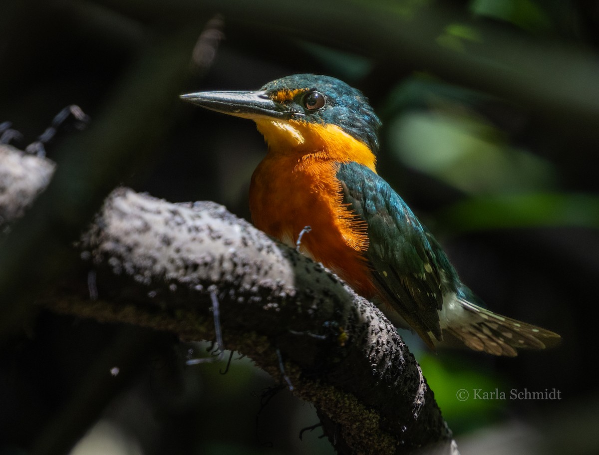 American Pygmy Kingfisher - Karla Schmidt