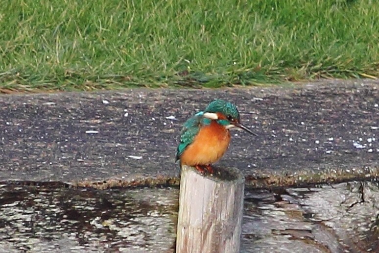 Common Kingfisher - ML615128430