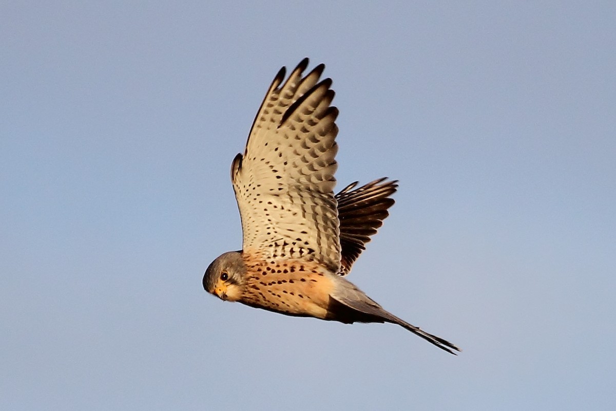 Eurasian Kestrel - ML615128432