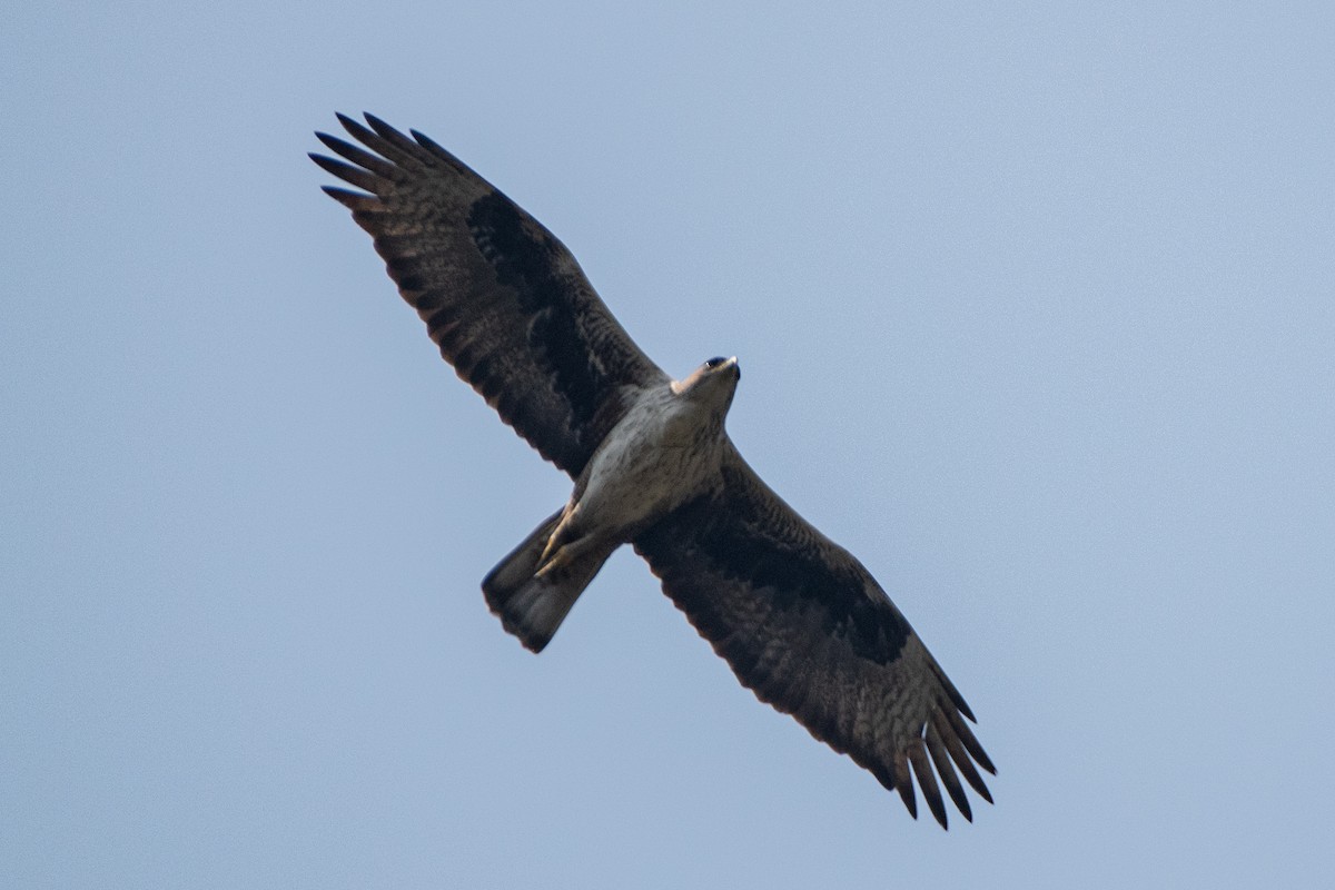 Bonelli's Eagle - Naushad Theba