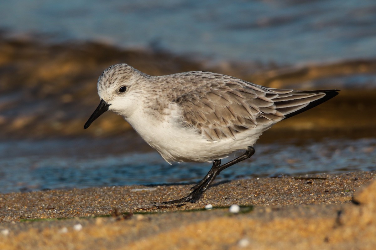 Bécasseau sanderling - ML615128491