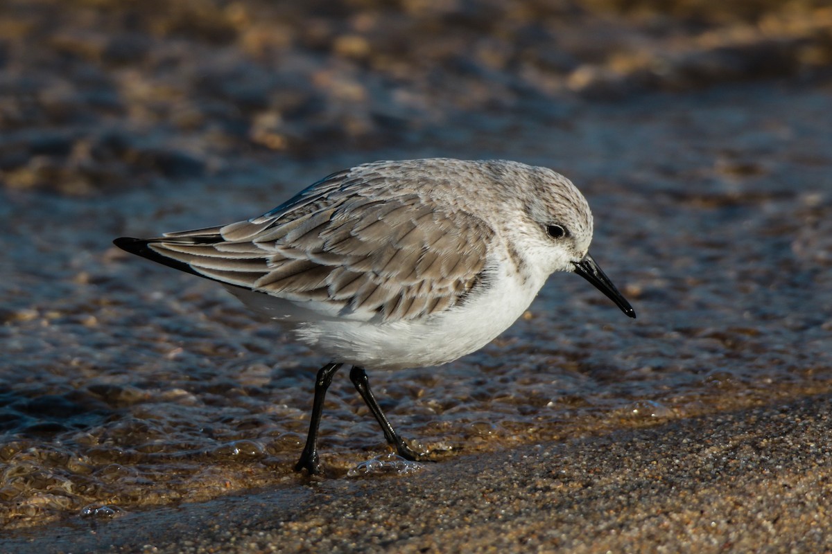 Bécasseau sanderling - ML615128493