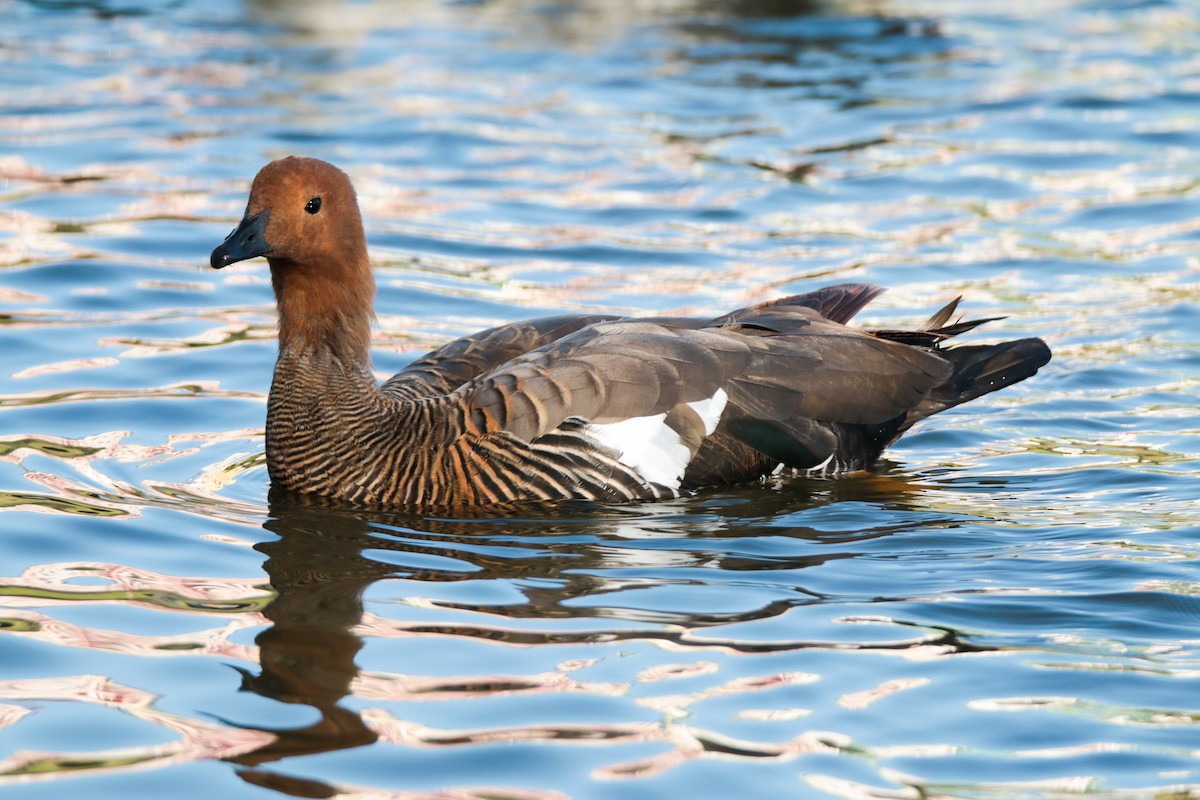 Upland Goose - ML615128499