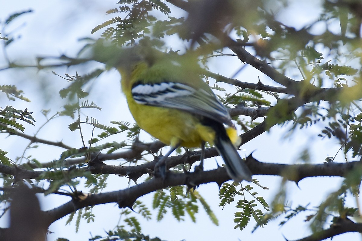 White-tailed Iora - Naushad Theba