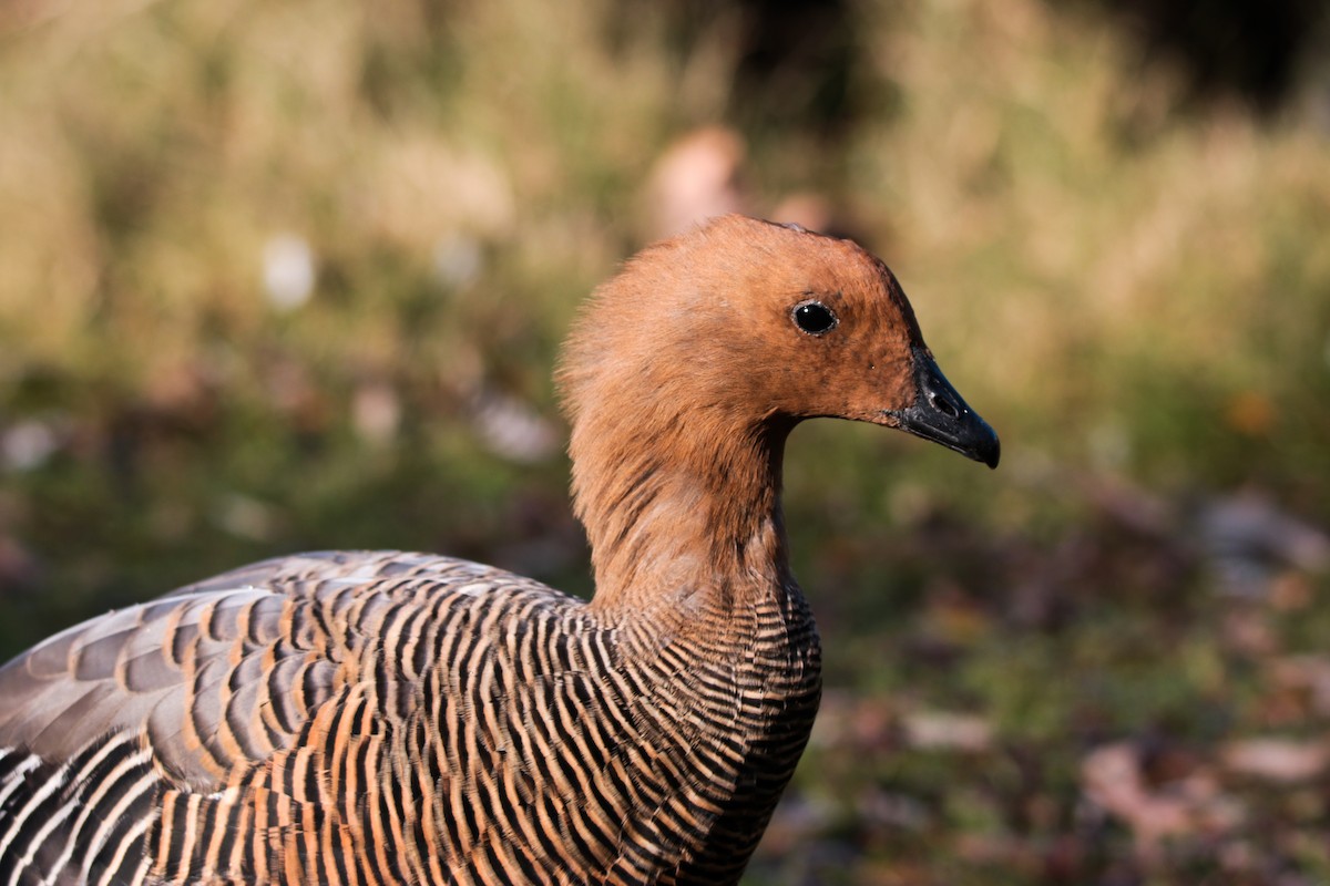 Upland Goose - ML615128506