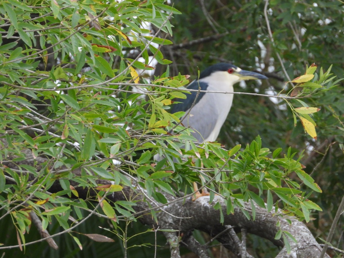 Black-crowned Night Heron - Marianne Williams