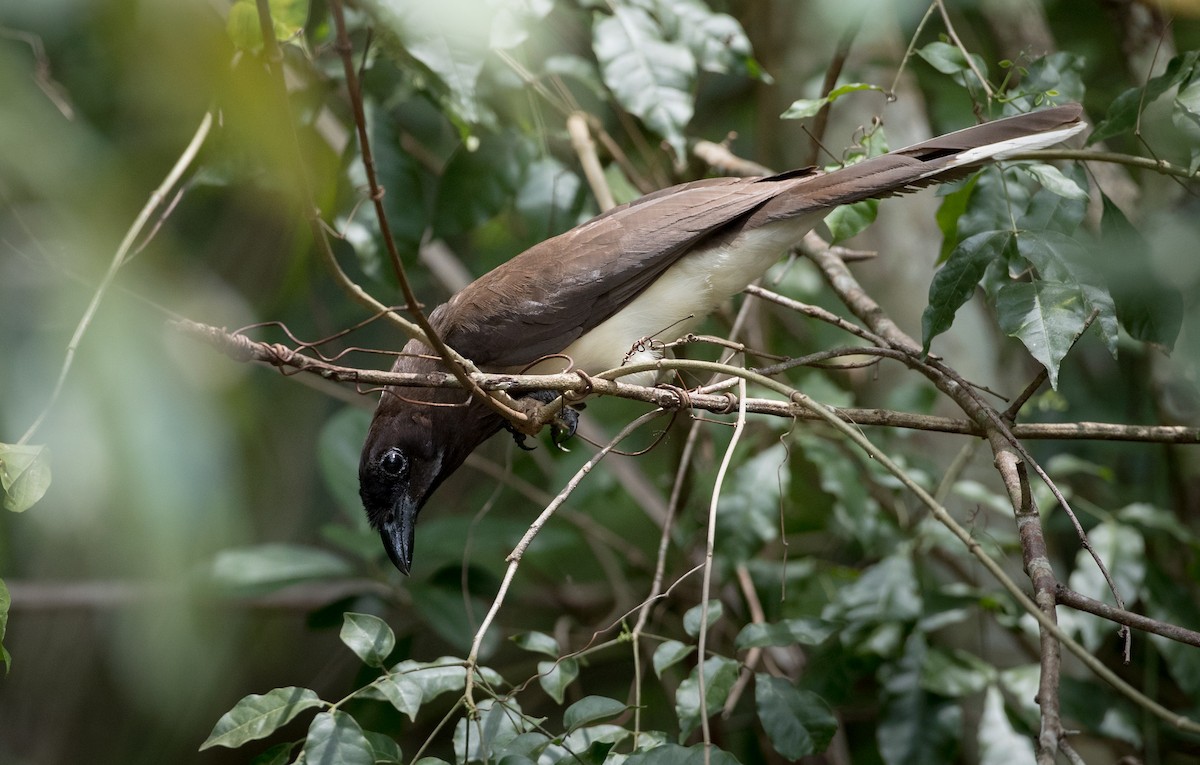 Brown Jay - ML61512851