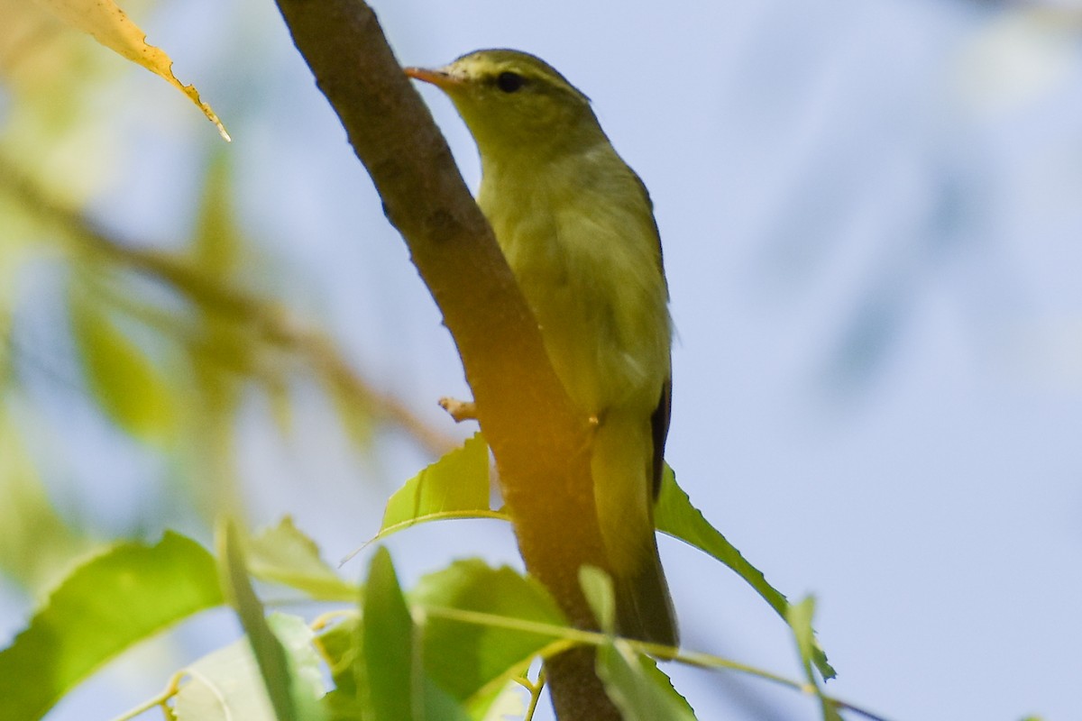 Green Warbler - Naushad Theba