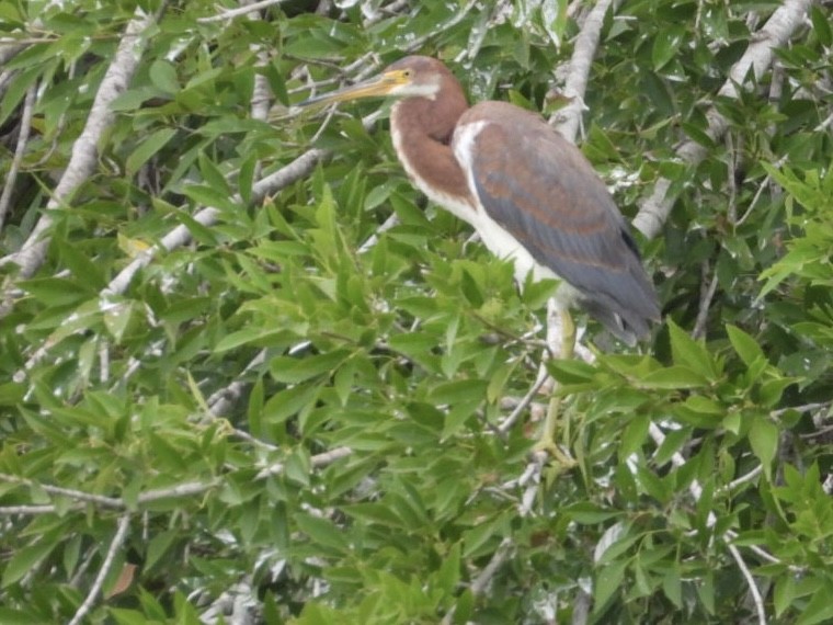 Tricolored Heron - ML615128535