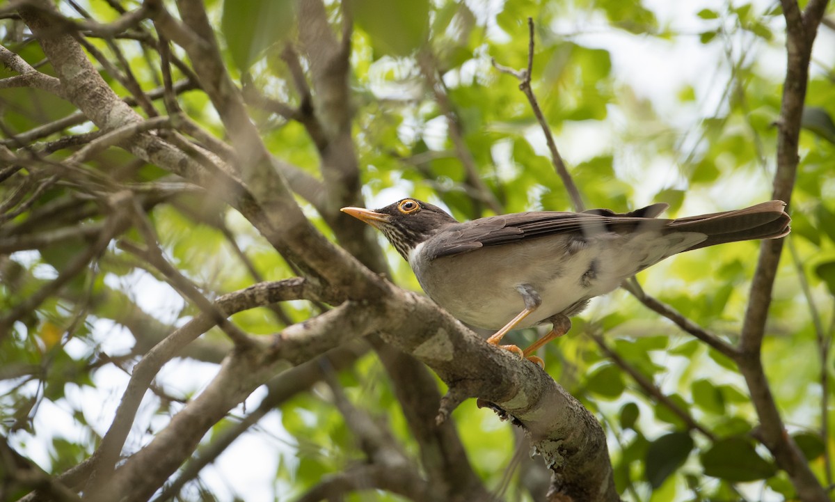 White-throated Thrush - ML61512871