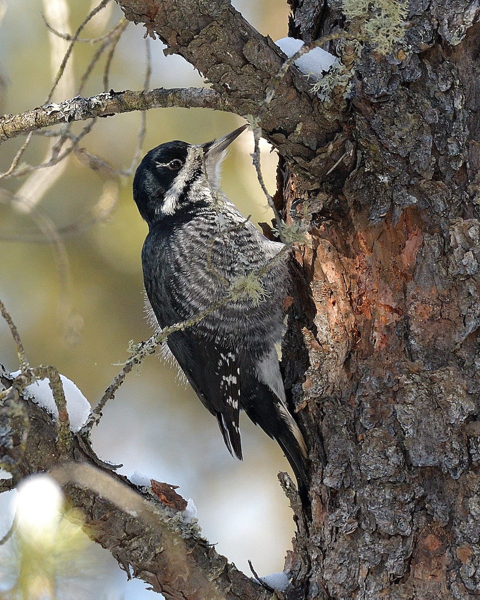 Black-backed Woodpecker - ML615128736