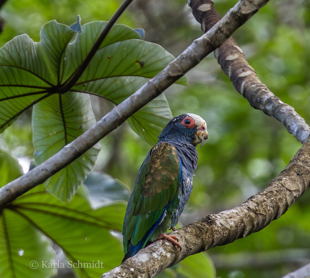 White-crowned Parrot - Karla Schmidt