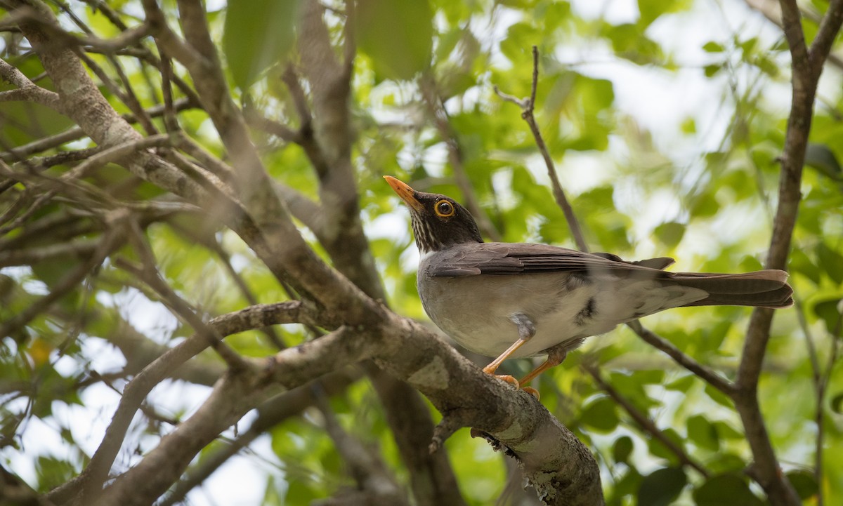 White-throated Thrush - ML61512881