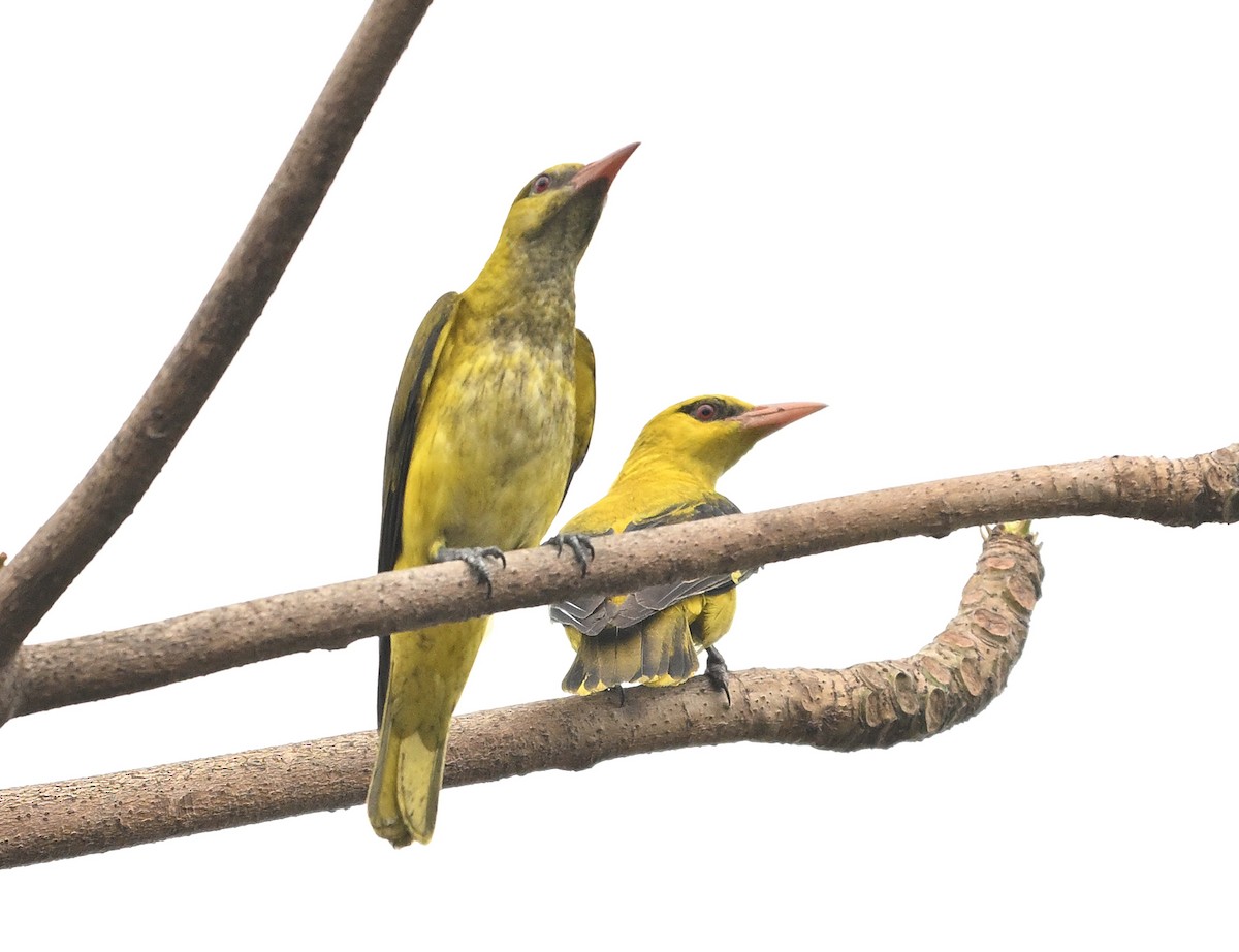 Indian Golden Oriole - ML615128867