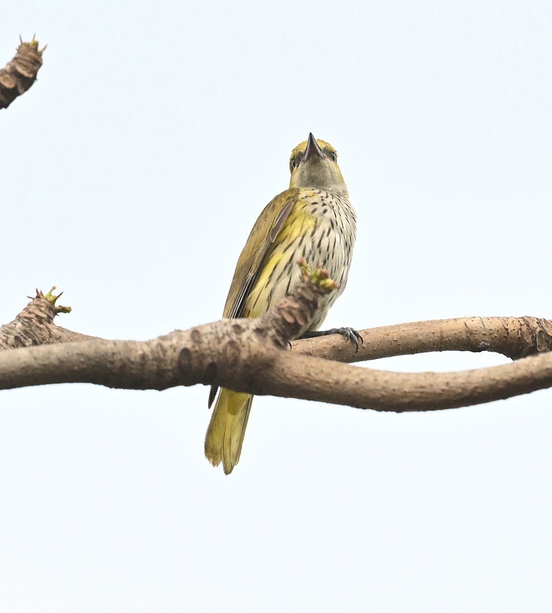 Indian Golden Oriole - ML615128868