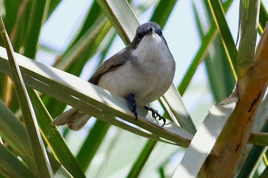 Lesser Whitethroat - ML615128881