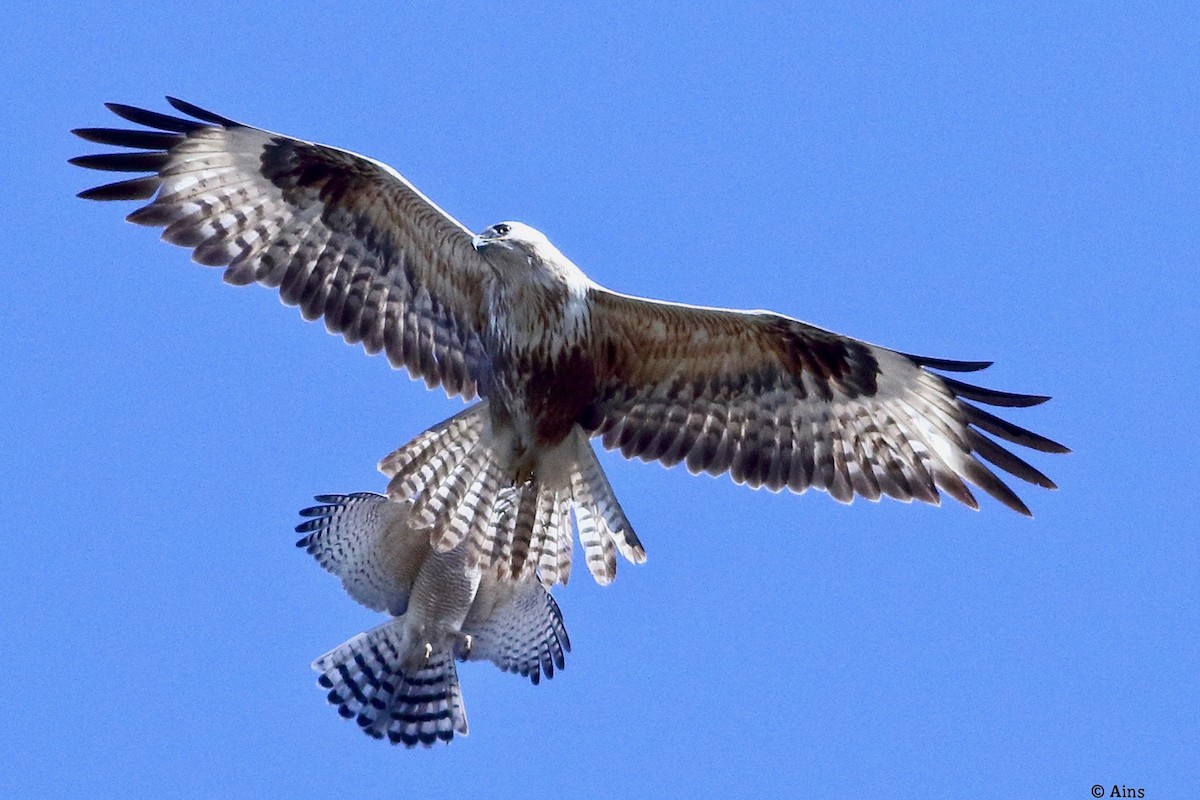 Канюк степовий - ML615128985