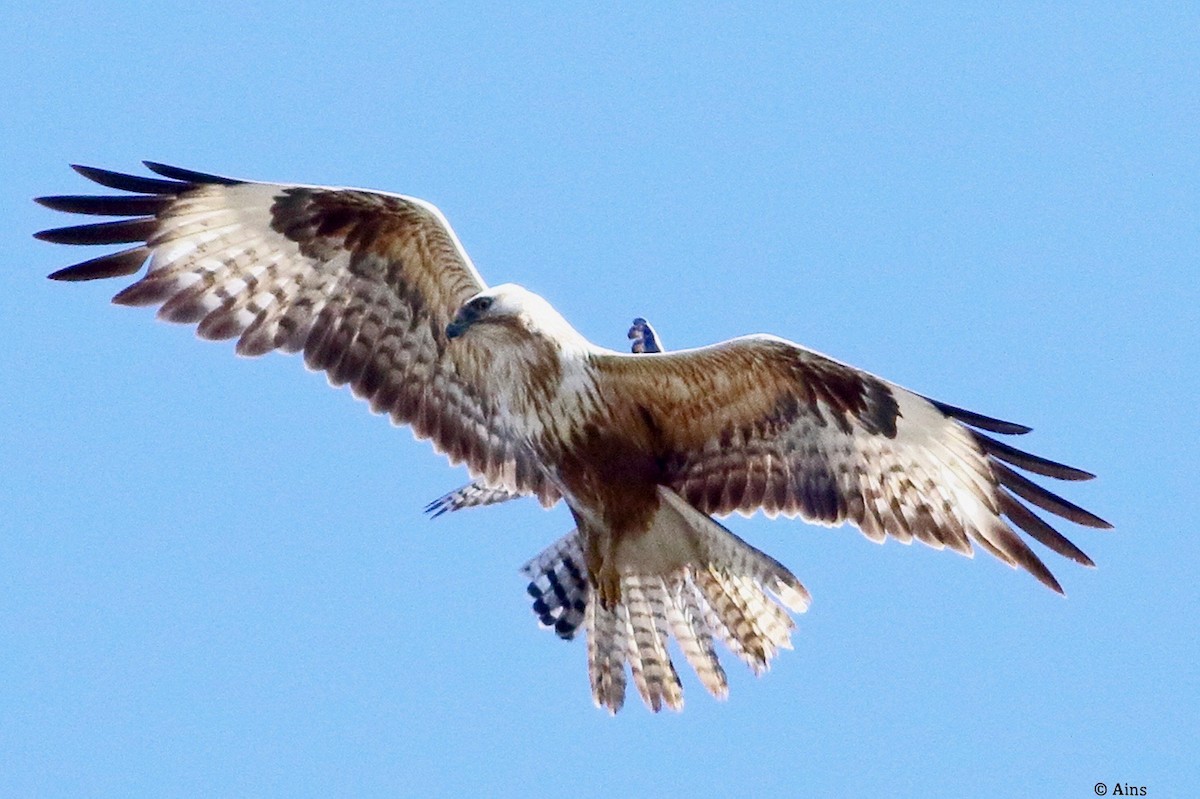 Канюк степовий - ML615128986