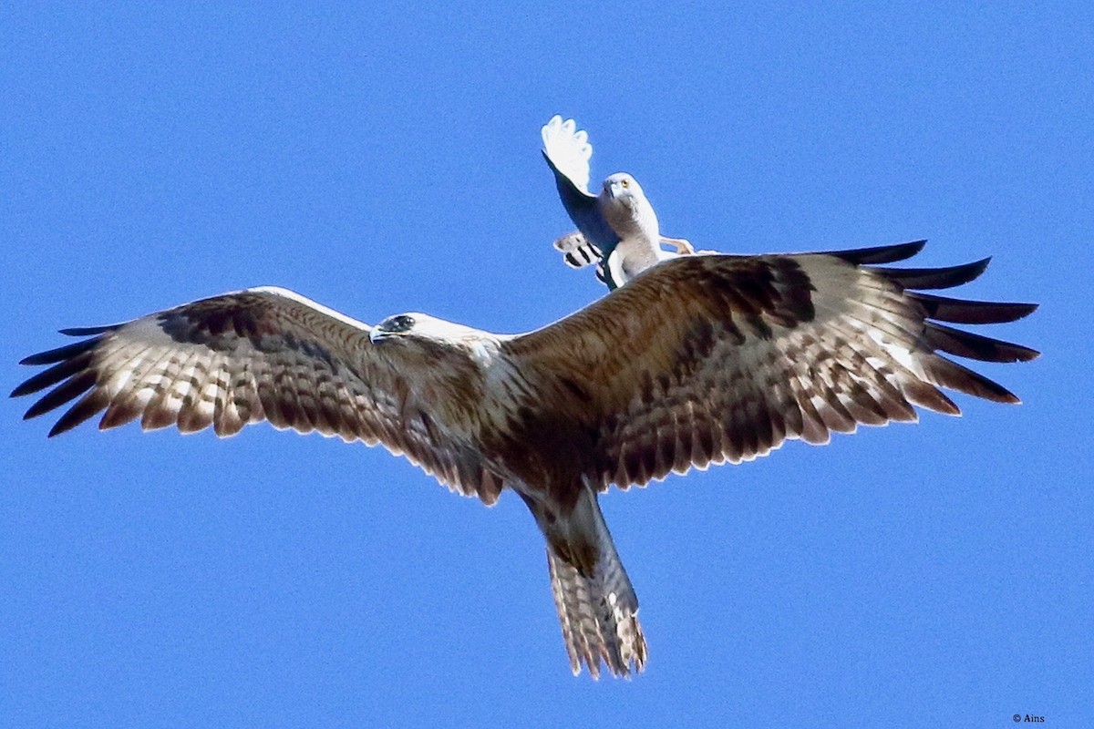 Канюк степовий - ML615128987