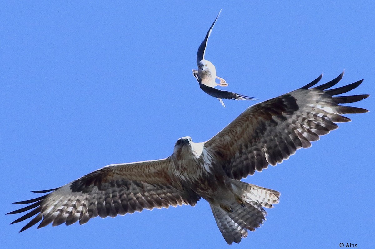 Канюк степовий - ML615128988