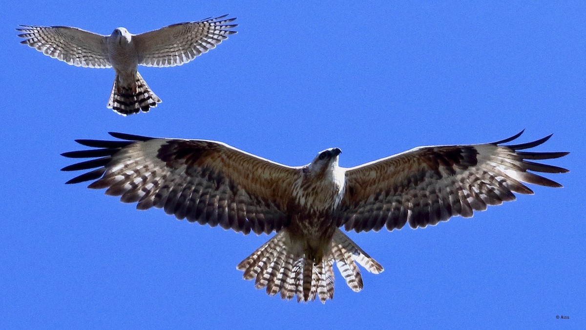 Канюк степовий - ML615128990