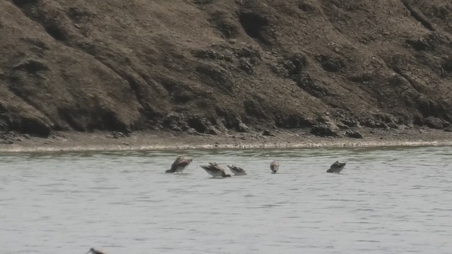 Asian Dowitcher - ML615128994