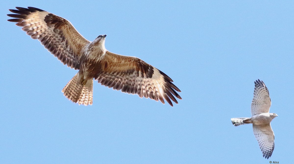 Канюк степовий - ML615128999