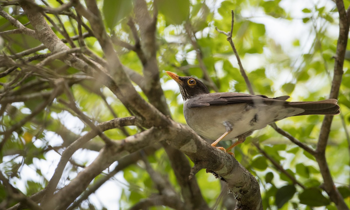 White-throated Thrush - ML61512901