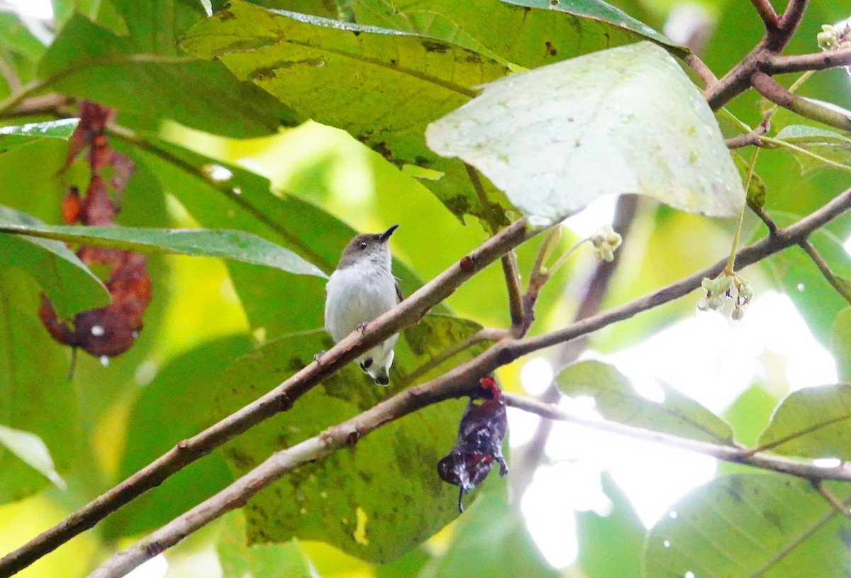 White-bellied Flowerpecker (pontifex) - ML615129012