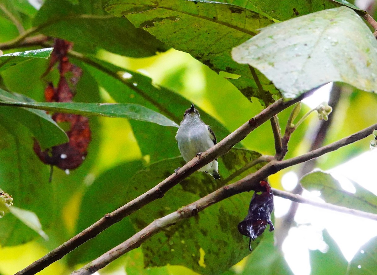 White-bellied Flowerpecker (pontifex) - ML615129039